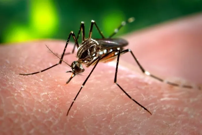 Mosquito Aedes aegypti