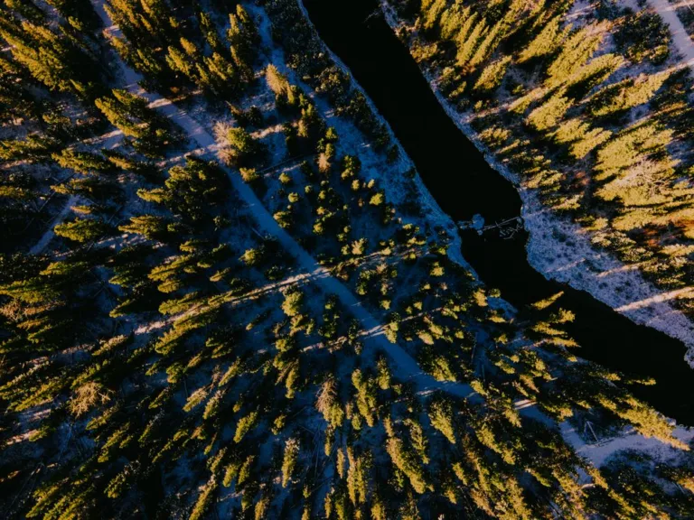 Vegetação de floresta em imagem ilustrativa